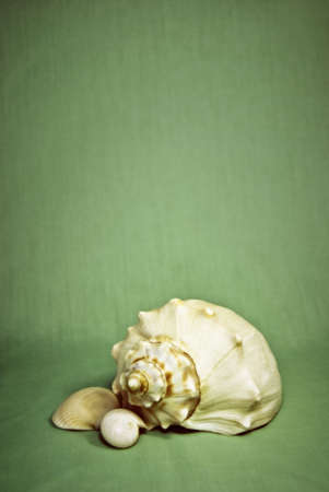 Conch, nautilus, and clam shell against colored background.の写真素材