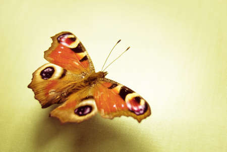 Sunny vintage style photograph of butterfly displaying dramatic eyespots.の写真素材