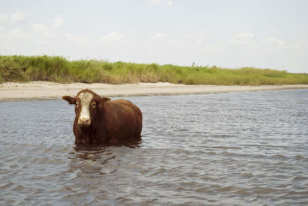 Free Range Bull out on the Waterの写真素材