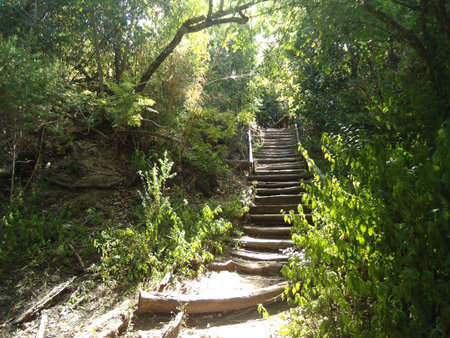 road in the forest