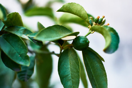 little lemon born from the treeの写真素材