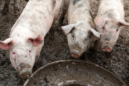 three little pigs drink water