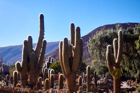 giant cacti in the mountains of the Andesの写真素材