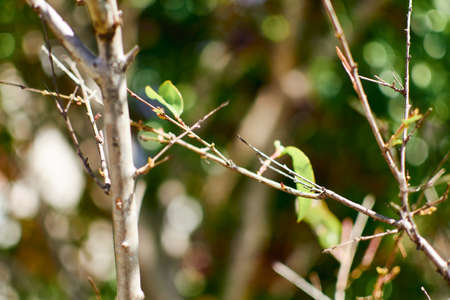 new dried tree buds with green backgroundの写真素材
