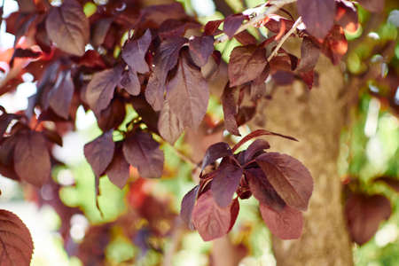 dark red leaves of cherry treeの写真素材