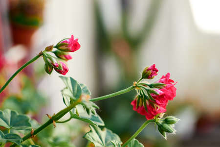 pink geranium flowers with blue skyの写真素材