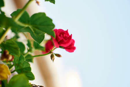 pink geranium flowers with blue skyの写真素材