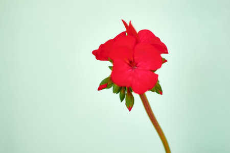 red geraniums with white background