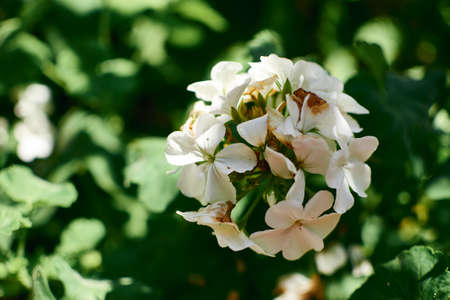 white geraniums with green backgroundの写真素材