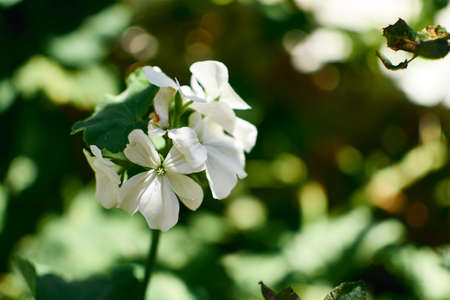 white geraniums with green backgroundの写真素材