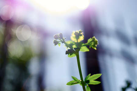 backlight of white geranium flowers with blue skyの写真素材