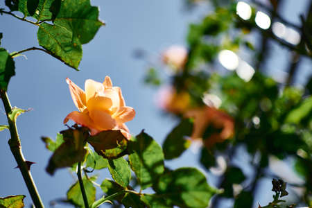 orange roses with blue skyの写真素材