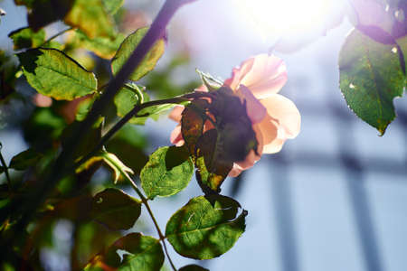backlight of orange roses with blue skyの写真素材