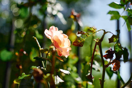 orange roses with blue skyの写真素材