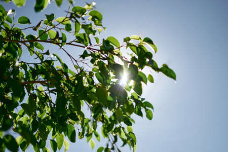 backlight of green leaves of fikus treeの写真素材