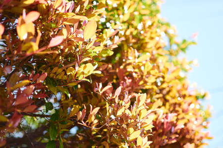 red, yellow and green shades with blue sky backgroundの写真素材