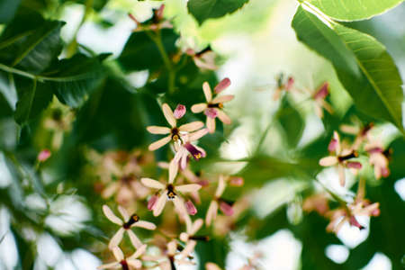 wild white flowers with leaves backgroundの写真素材