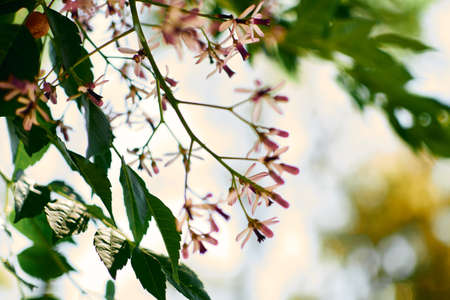wild white flowers with leaves backgroundの写真素材