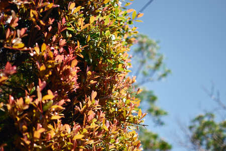 red, yellow and green shades with blue sky backgroundの写真素材