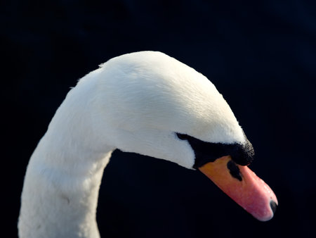 White Swans head with dark blue water behindの写真素材