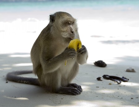 small monkeys relax on tropical beachの写真素材