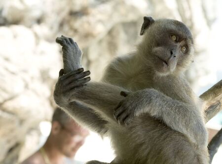 small monkey relax on tropical branchの写真素材