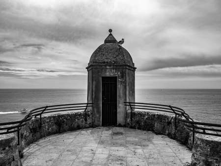 The guarding seagullの写真素材