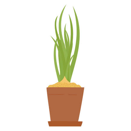 Drawing of spring onion or chives in clay potのイラスト素材