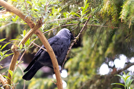 Jackdaw (Corvus monedula) sitting on a branch