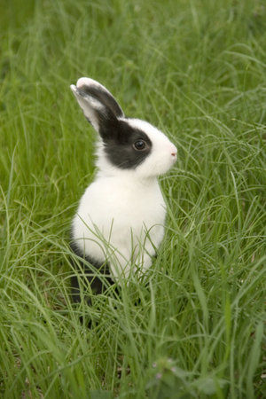 rabbit in the grass