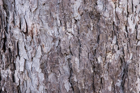 background texture of bark on a large pecan tree