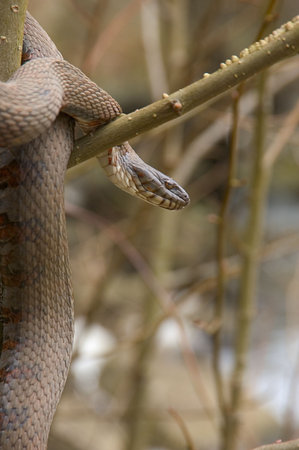 Water snake coiled around tree branch