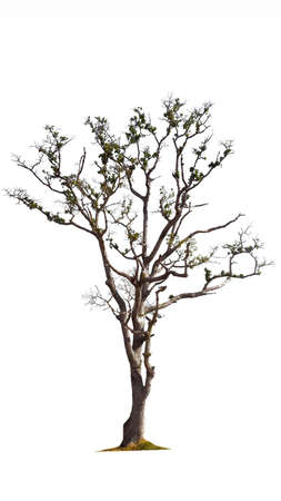 Isolate treeの写真素材