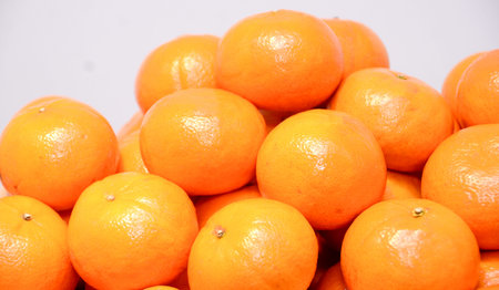 Fresh oranges from the garden to the market