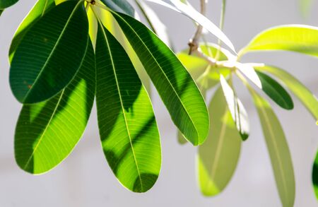 Daylight reflecting leavesの写真素材