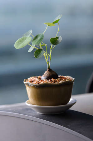 Small potted plants on the table by the windowの写真素材