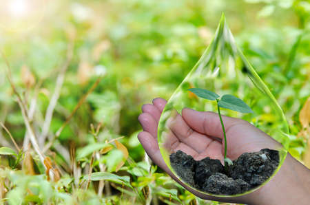 Plant saplings in water droplets on female hands Green conceptの写真素材