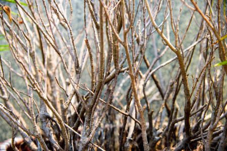 The background picture of the dead tree in the potの写真素材