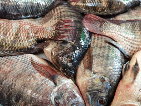 Fresh fish shop in the marketの写真素材