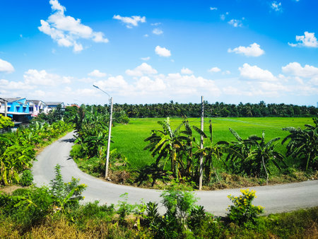 Empty road beside green rice fields and blue sky in rainy seasonの写真素材