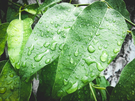 water drop background on leaves after rain