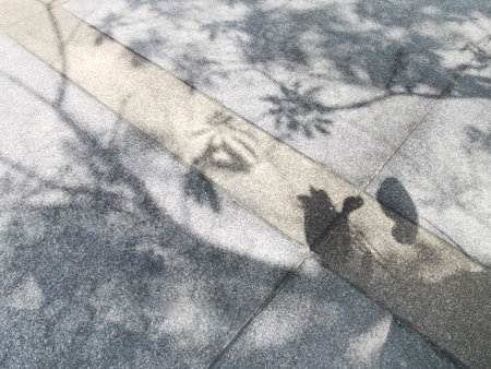 reflection of trees on concrete