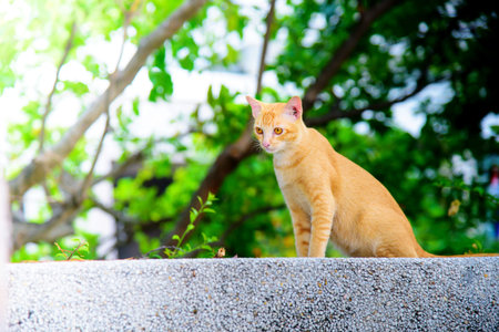 yellow cat sitting on the wall in the park