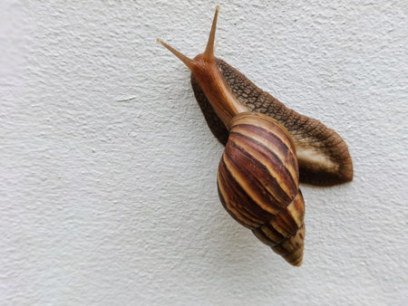 Snails on the cement wall in the parkの写真素材