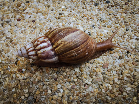 A snail climbs on the granite floor beside a building