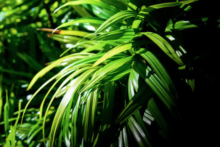 light reflecting the bushes in the daytime