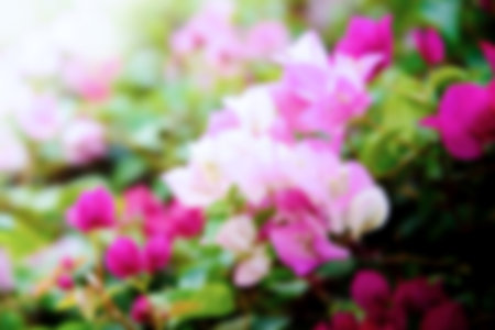 blurred of pink and white bougainvillea flower backgroundの写真素材