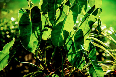 Close up of green leaves, Thailand. ( Filtered image processed vintage effect. )の写真素材