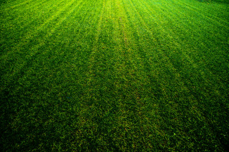 Green grass field texture and background. Green grass field texture background.の写真素材