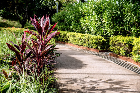 Beautiful ornamental plants in the park, Thailand. Selective focus.